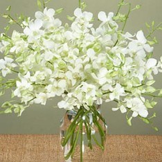 12 white Orchids  in a vase