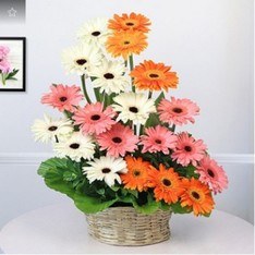 Basket of 20 Mix Gerberas