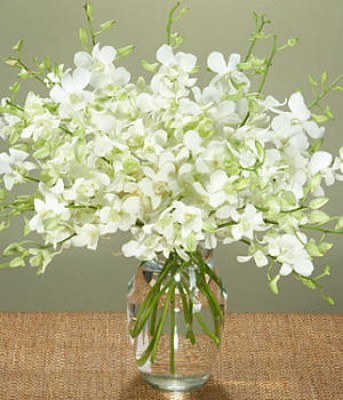12 white Orchids  in a vase