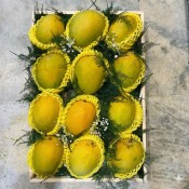 Ratnagiri Alphonso Mango Premium Gift Box