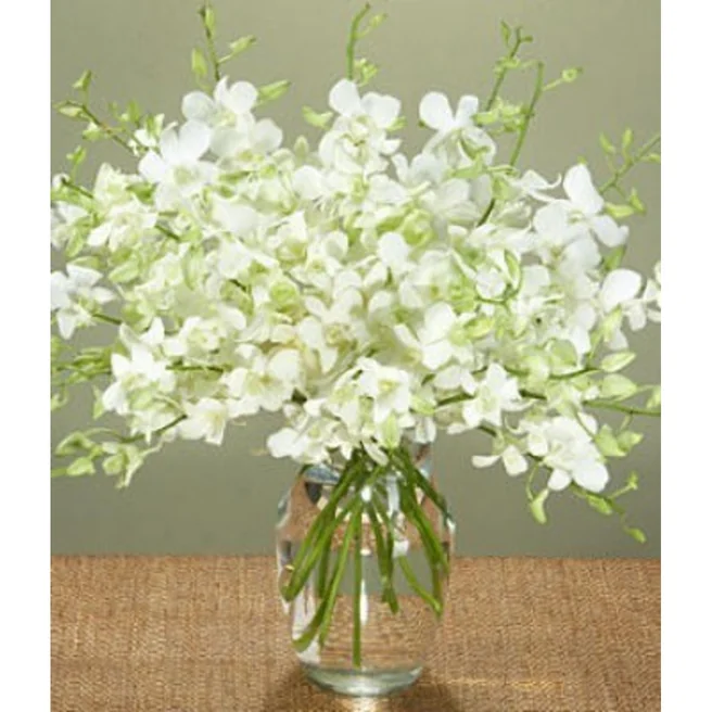 12 white Orchids  in a vase